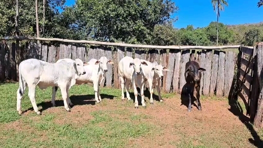 6 desmama Nelore