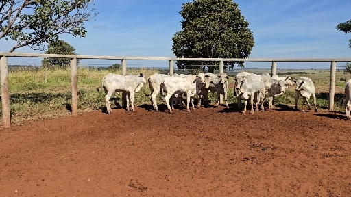 39 desmama Nelore