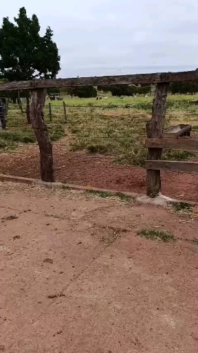 6 bezerro Nelore