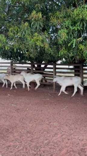 20 bezerro Nelore