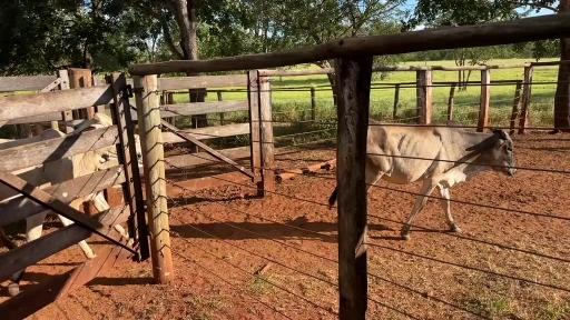 16 bezerra Mestiço