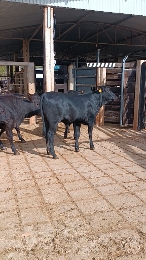 17 bezerra Angus