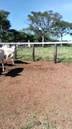 60 novilha Nelore