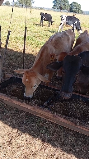 4 novilha Mestiço