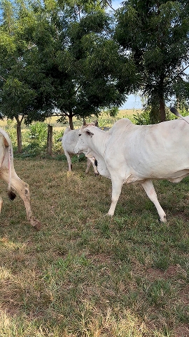 25 vaca Nelore