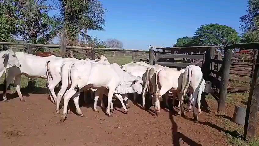 13 novilha Nelore