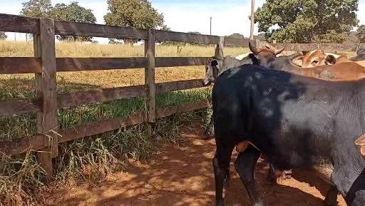 26 garrote Mestiço
