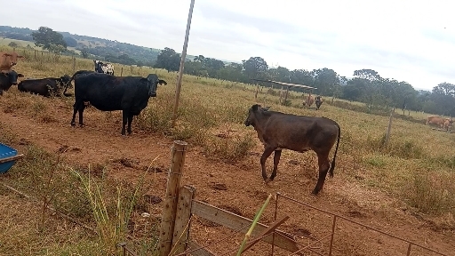 8 vaca Mestiço