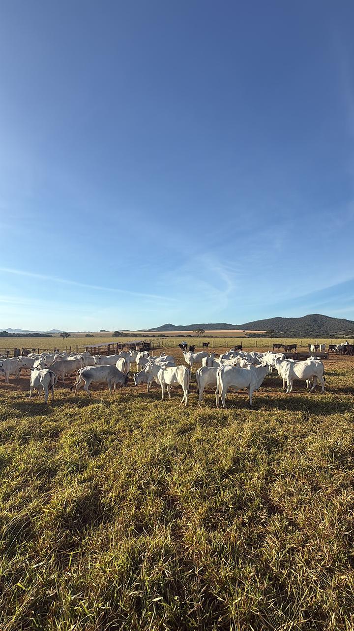 10 bezerro Nelore