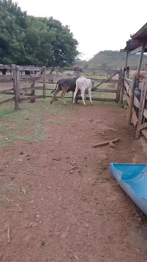 2 desmama Nelore