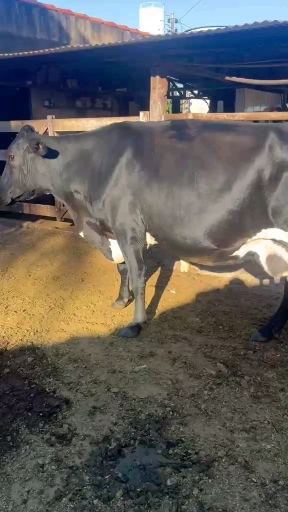 4 vaca Mestiço