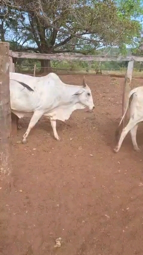 31 vaca Mestiço