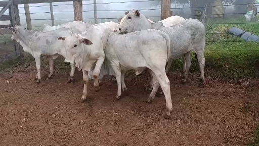 10 bezerra Nelore