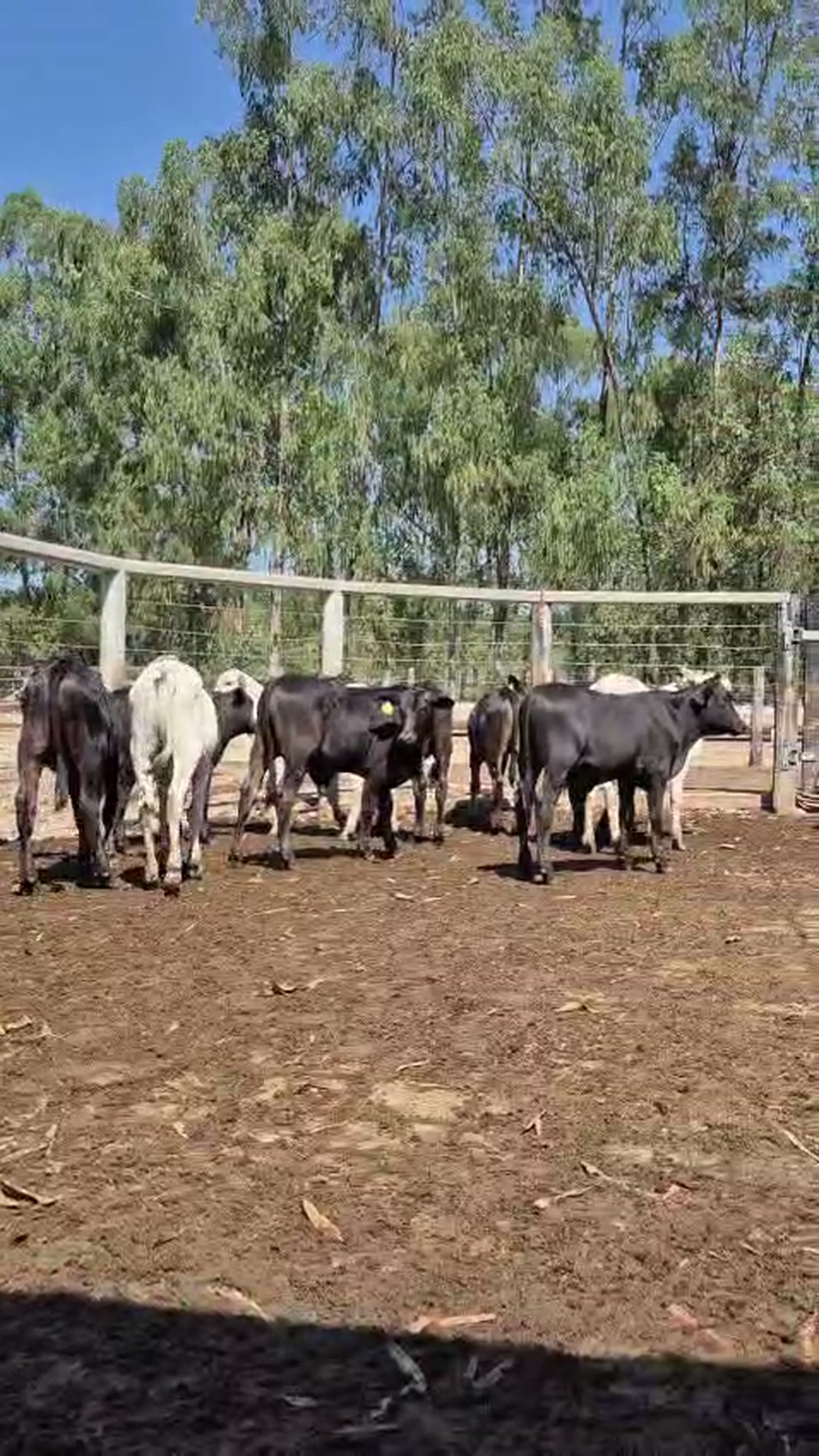 11 desmama Angus