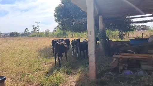 11 desmama Mestiço