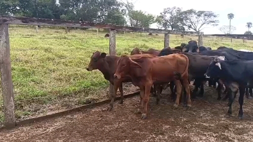 14 bezerro Mestiço