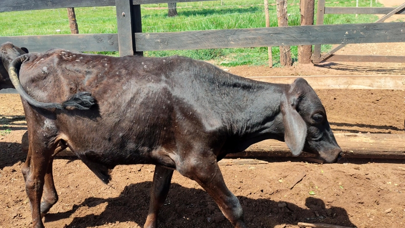 35 bezerro Angus